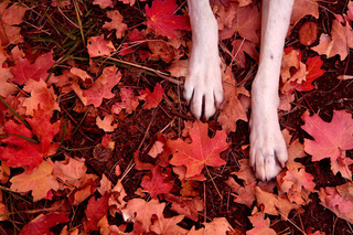 Illustration for article titled Shooting Challenge Fall Leaves Gallery 1